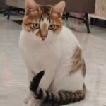 Pet custom DIY handmade oil painting photo review