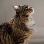 Pet custom handmade oil painting photo review