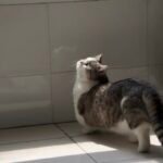 Pet custom handmade oil painting photo review