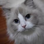 Pet custom DIY handmade oil painting photo review