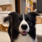 Pet custom handmade oil painting photo review